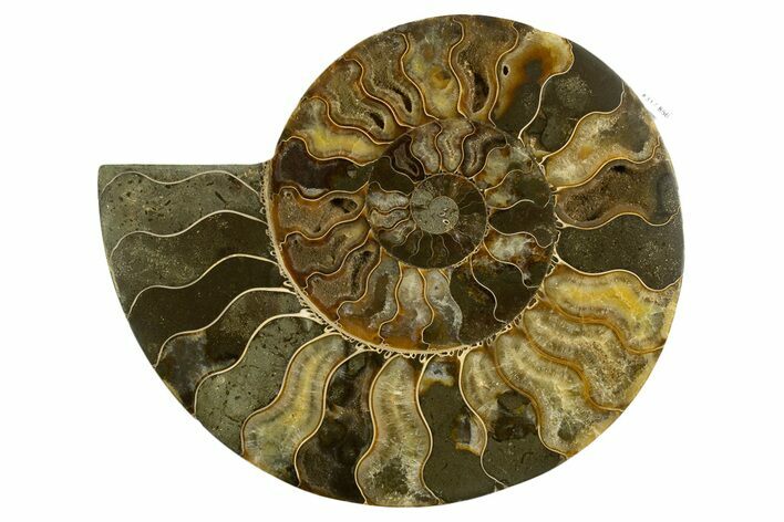 Cut & Polished Ammonite Fossil (Half) - Madagascar #317850
